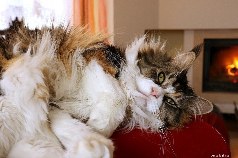 10 Most Relaxed Cat Breeds – Perfect Couch Companions