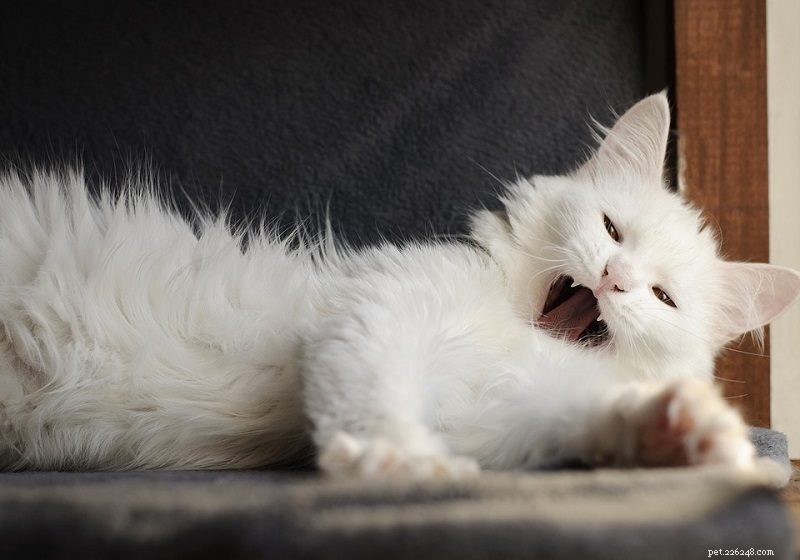 22 Gorgeous Medium-Haired Cat Breeds – See the Pictures