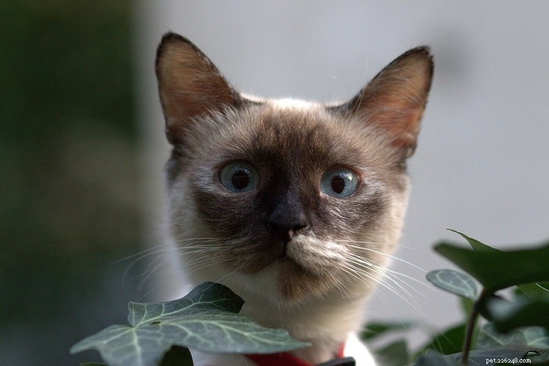 15 Cat Breeds with Striking Large Eyes – Illustrated Guide