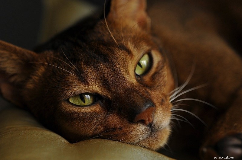 Short‑Lived Cat Breeds: 16 Species and Their Average Lifespan