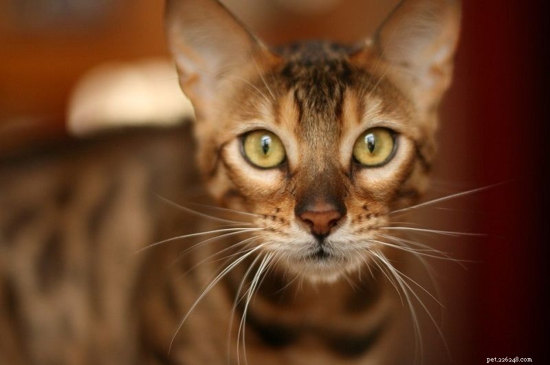 Top 15 Lion & Tiger-Like Cat Breeds – Stunning Photos Inside