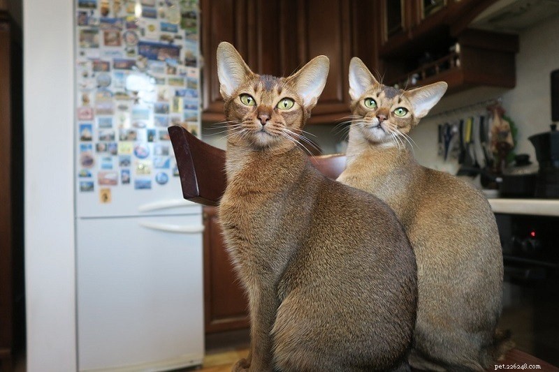15 Family‑Friendly Cat Breeds: Loving, Loyal, and Kid‑Safe