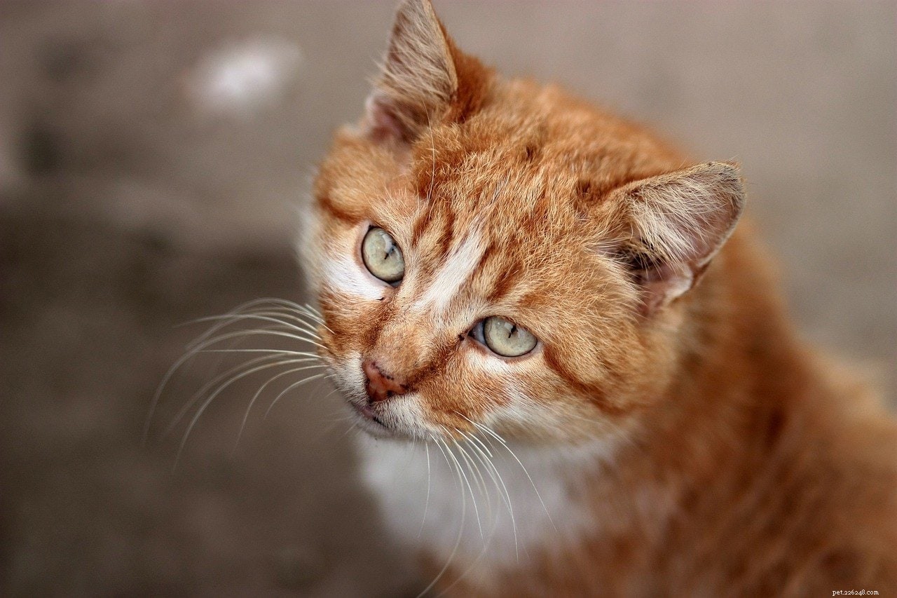 10 Orange Cat Breeds You Should Know – Stunning Photos Inside