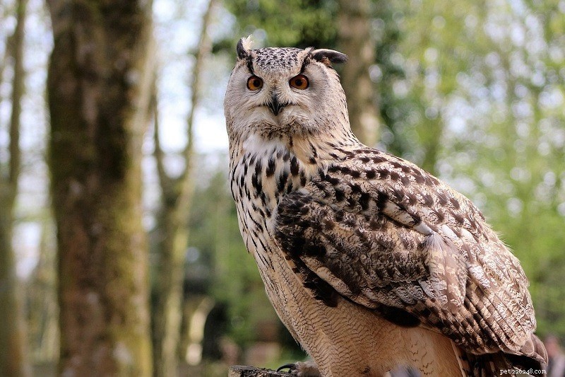Can Owls Attack Cats? Expert Insights on Owl Predation