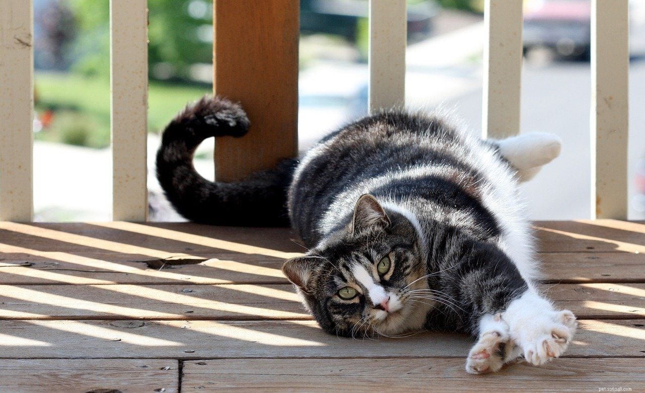 Protect Your Cat: Common Predators That Threaten Outdoor Felines