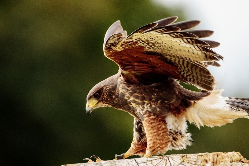 Are Hawks a Threat to Cats? Understanding the Risks and Reality