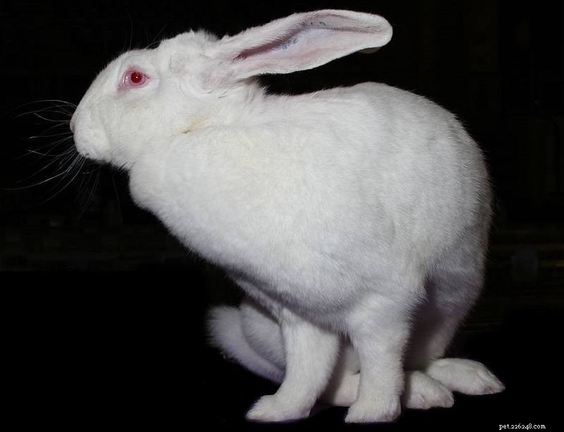 Blanc de Blouscat Rabbit – France’s Gentle Giant Companion
