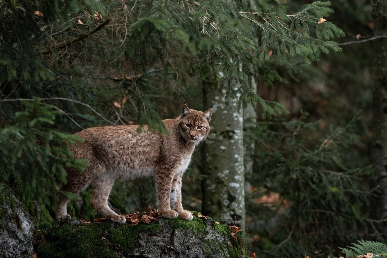 Do Bobcats Attack Cats? Key Facts About Bobcat Predation