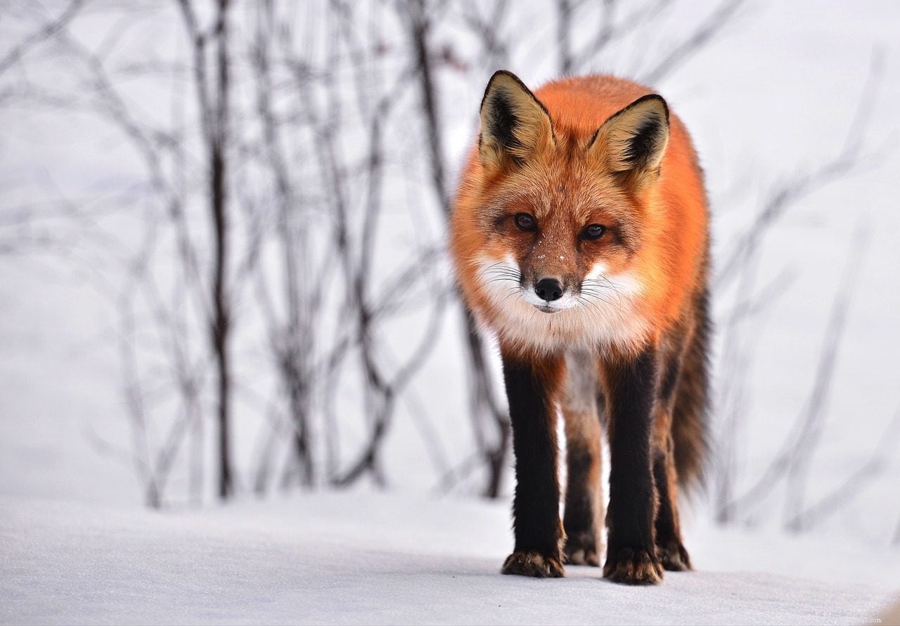 Are Foxes a Threat to Your Cat? What You Need to Know