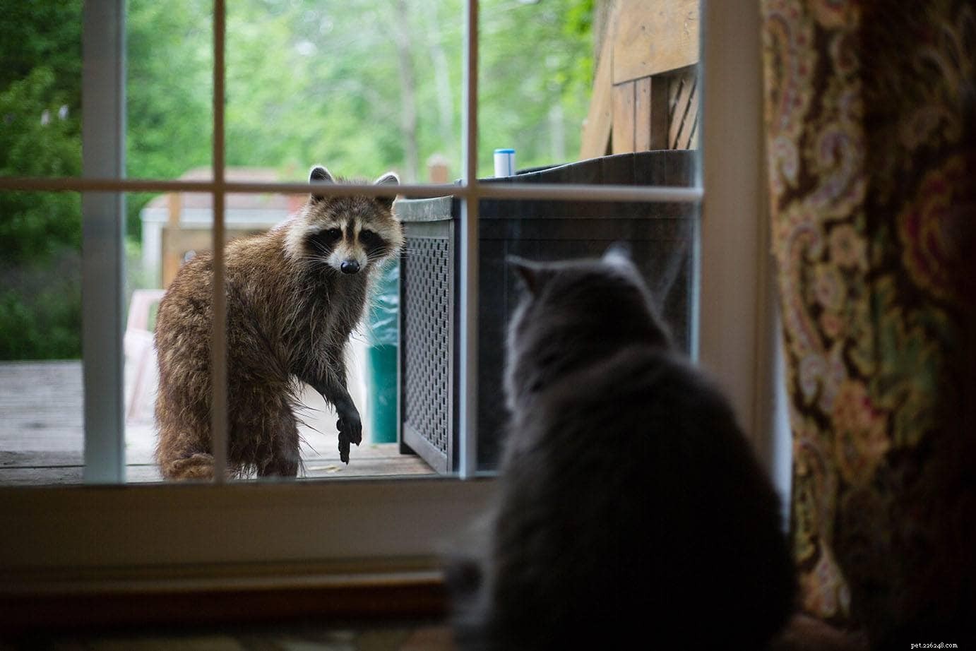 Are Raccoons a Threat to Cats? What You Need to Know.