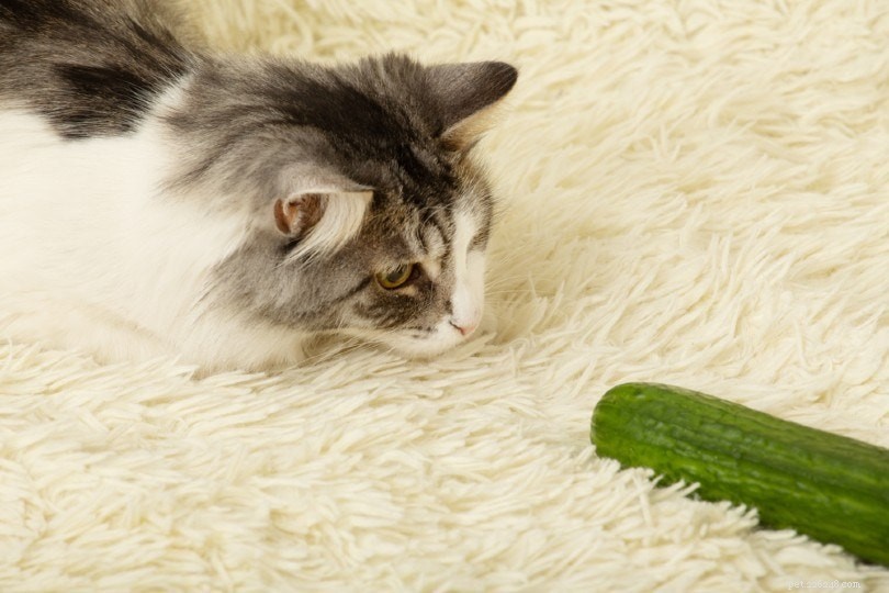 The Surprising Science Behind Cats’ Fear of Cucumbers – 2 Key Reasons