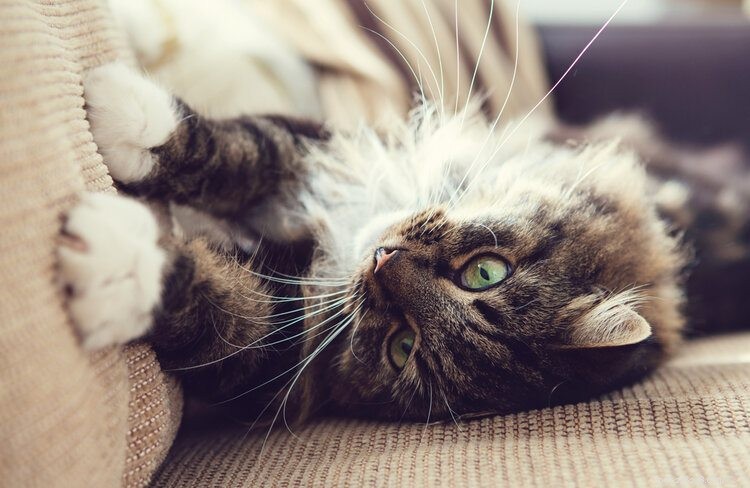 Prevent Couch Scratching: 5 Proven Steps to Protect Your Furniture