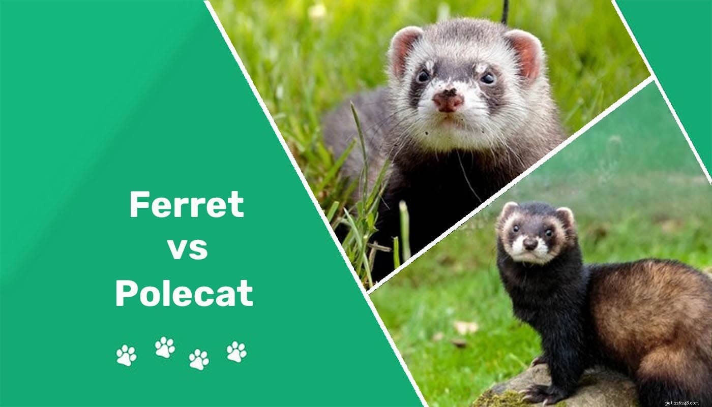 Polecat vs. Ferret: How to Spot the Differences (With Photos)