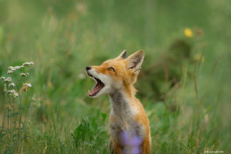Decoding Fox Communication: How These Clever Canids Convey Messages