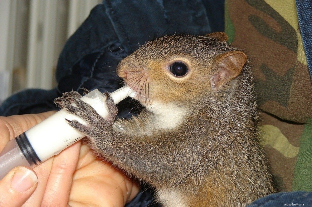 Find a Trusted Wildlife Rehabilitator Near You: A Quick Guide