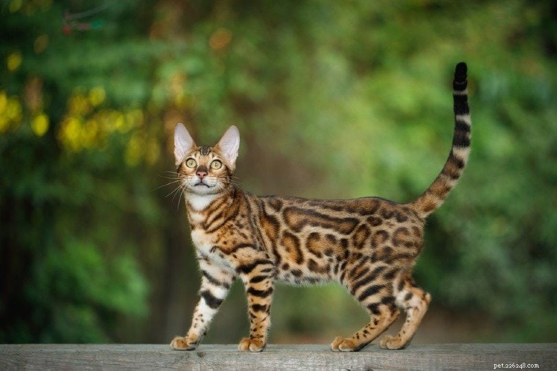 26 Healthiest Cat Breeds: Choose a Low-Maintenance Companion That Stays Healthy