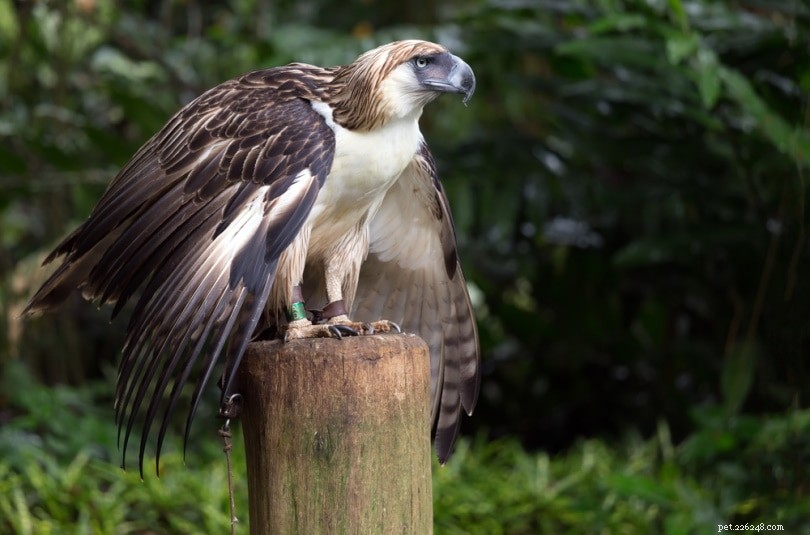 10 Critical Endangered Species Statistics You Must Know in 2022
