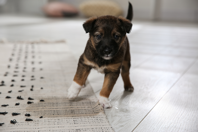 Effective Ways to Remove Dog Urine Odor from Tile Flooring