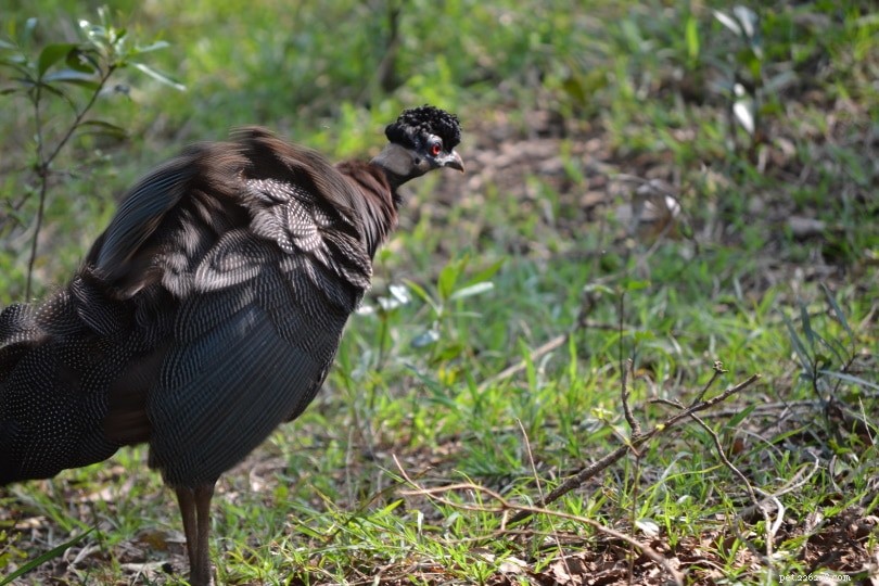 Discover the Plumed Guinea Fowl: Africa’s Mysterious Game Bird