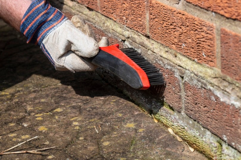 Eliminate Dog Urine Odors from Brick Surfaces: A 3-Step Cleaning Guide