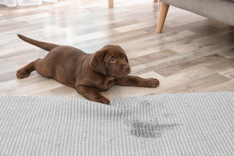 5 Proven Ways to Remove Dog Pee Odor from Carpet Without Vinegar