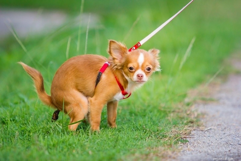 Train Your Dog to Poop in One Spot: 6 Proven Steps