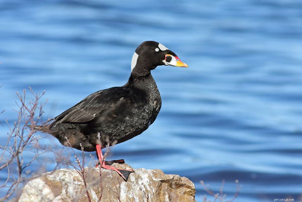 Michigan Ducks Unveiled: 20 Breeds You’ll Spot – Illustrated Guide