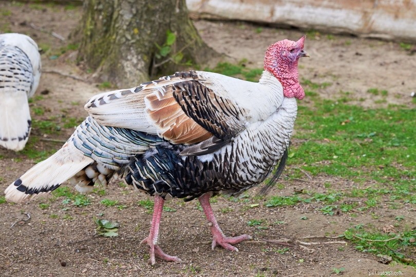 Royal Palm Turkey: A Chic and Compact Choice for Small-Scale Farms