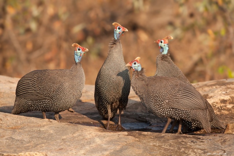 Helmeted Guinea Fowl: African Native Bird with Distinctive Casque