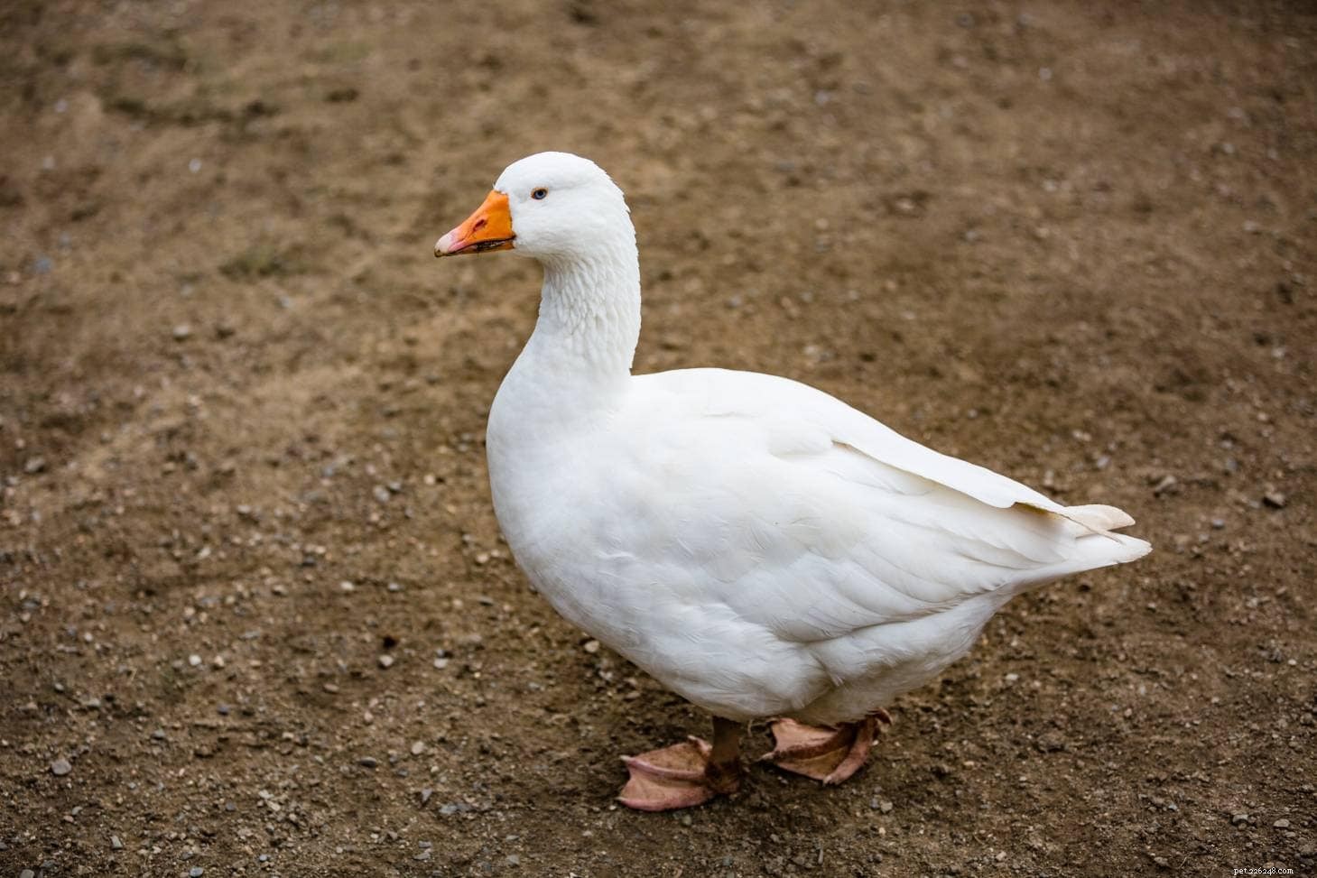 Czech Goose: A Historic, Versatile Breed for Income and Meat