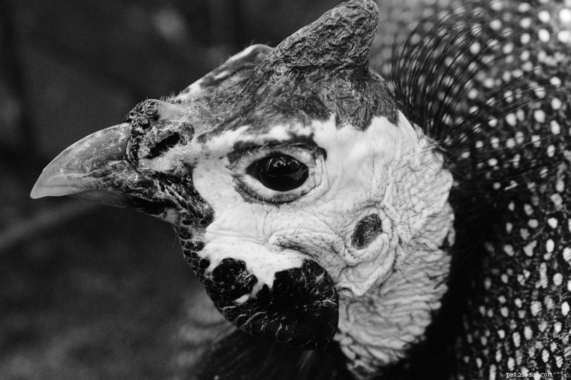 Raising Black Guineafowl: A Profitable Guide to Farming and Market Opportunities