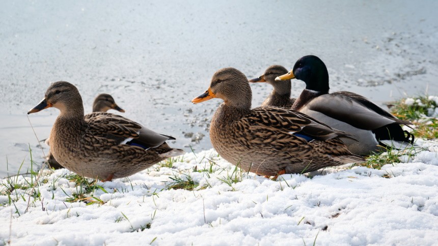 Alaska s Top 18 Duck Species – A Visual Guide