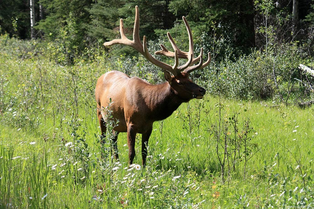 Canada’s 10 Most Dangerous Animals: 2022 Stats & Safety Guide