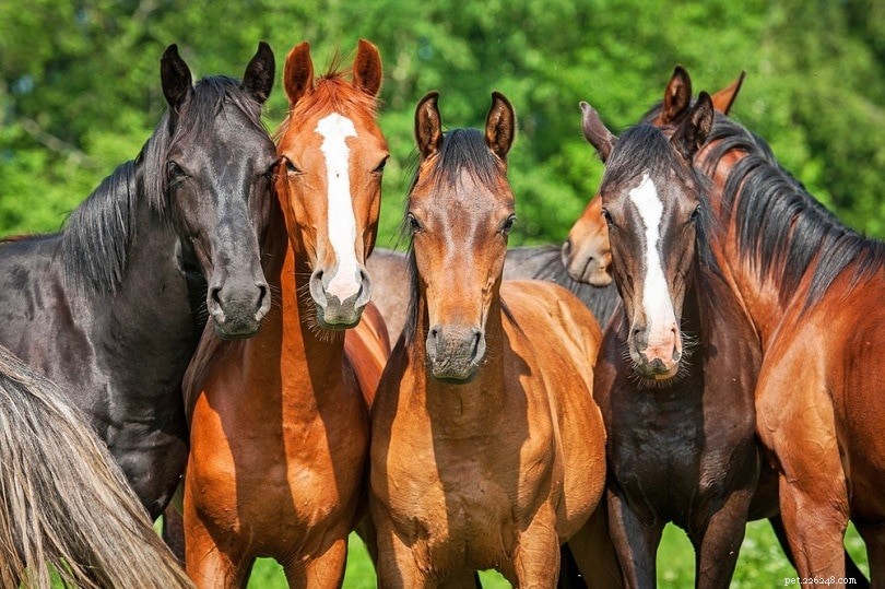 2022 Canadian Horse Industry: 10 Key Statistics & Insights