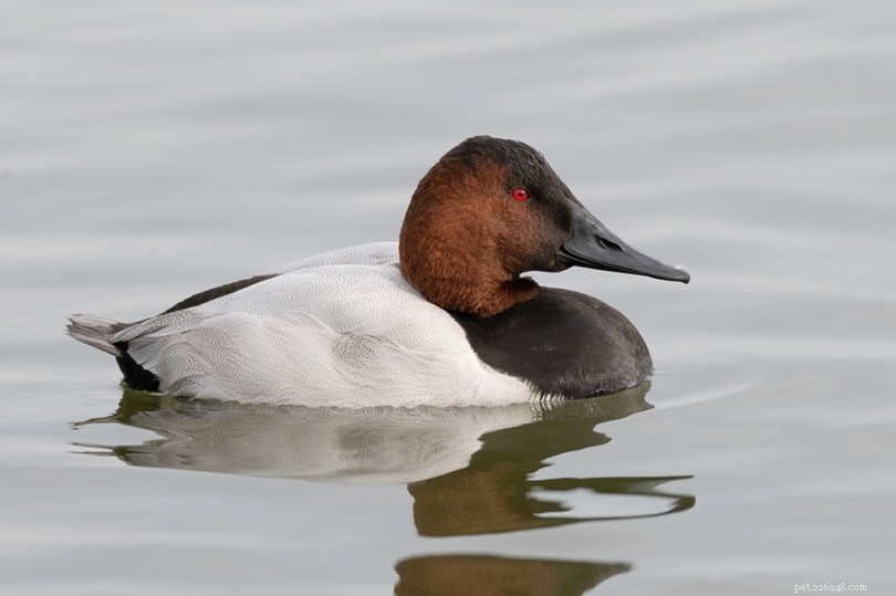 Explore 26 Duck Breeds Native to Wisconsin: Wild & Domestic Varieties