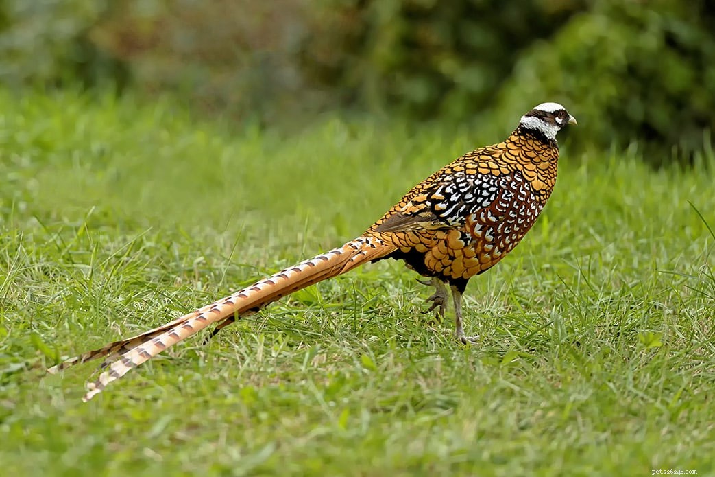 Reeves  Pheasant: Stunning, Rare Bird for Farms & Aviaries