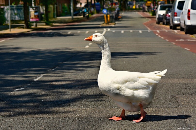 Embden Goose: A Versatile, Cash‑Flow Boosting Companion for Small‑Scale Farmers