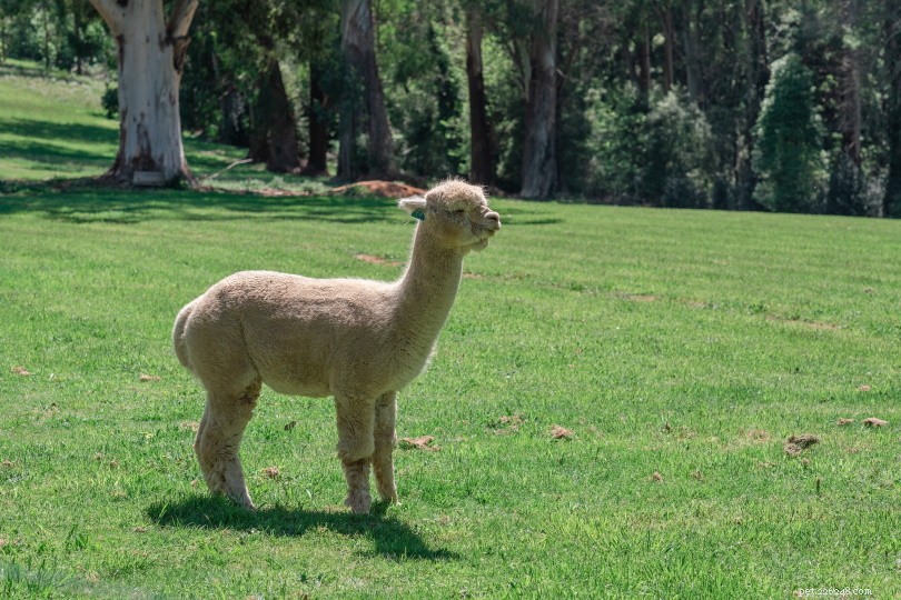 Alpacas: Origins, Habitat, and Where to Spot Them in the Wild