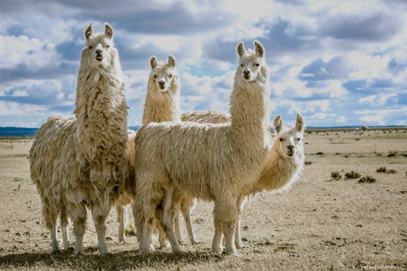 Do Llamas Sleep While Standing? Understanding Their Resting Habits