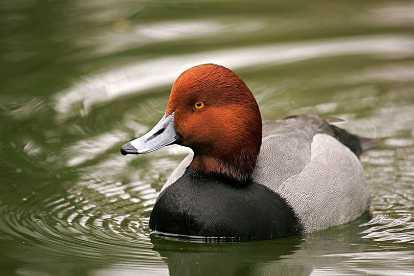 Explore Georgia s 21 Duck Species: A Complete Guide with Images