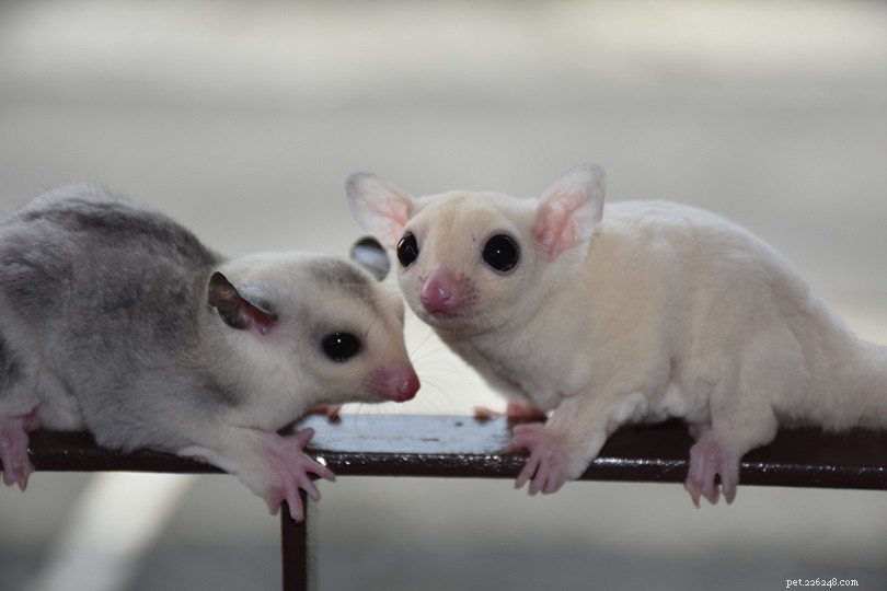 Price Guide for Sugar Gliders at Petsmart: Costs, Availability, and Care Tips