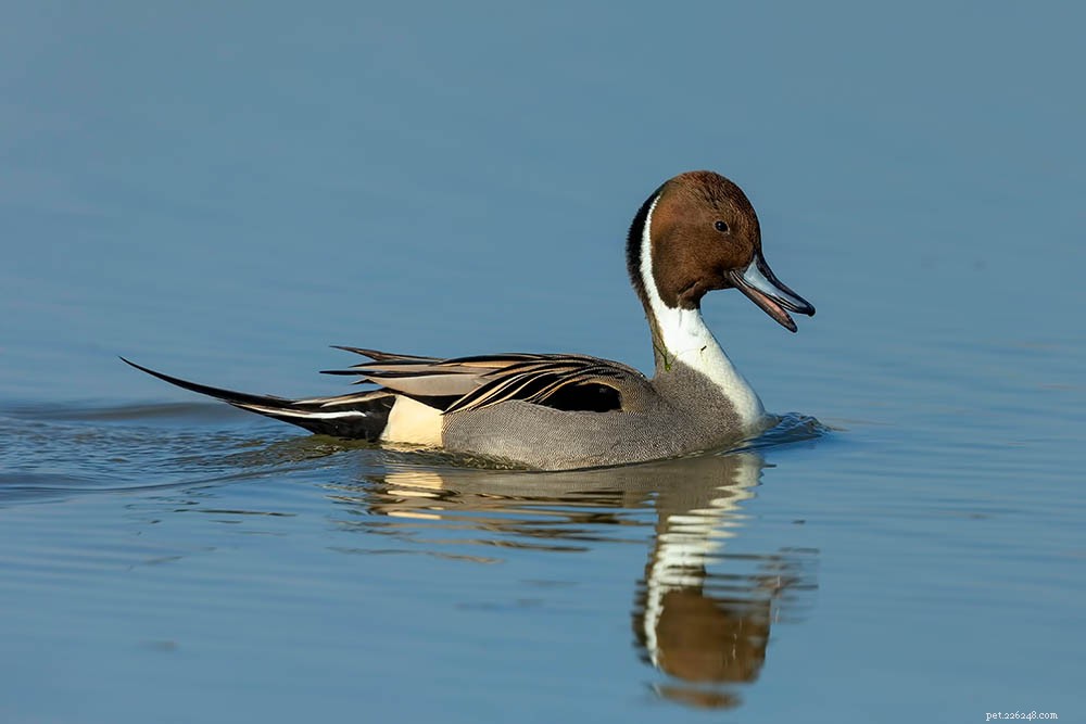Explore 35 Duck Species Native to Maine – Illustrated Guide