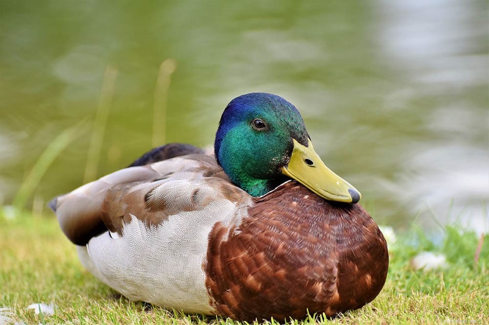 Discover 25 Duck Breeds in Florida: A Comprehensive Guide with Photos