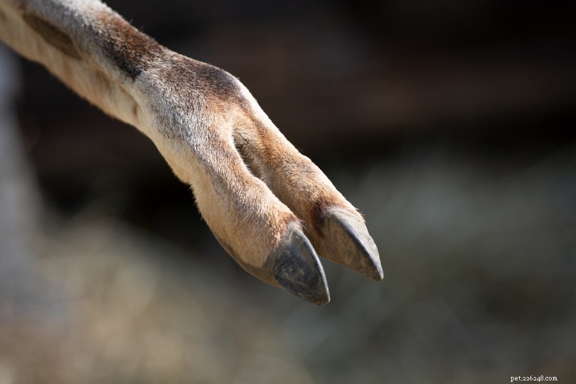Do Llamas Have Hooves? Explore the Real Anatomy of Llama Feet