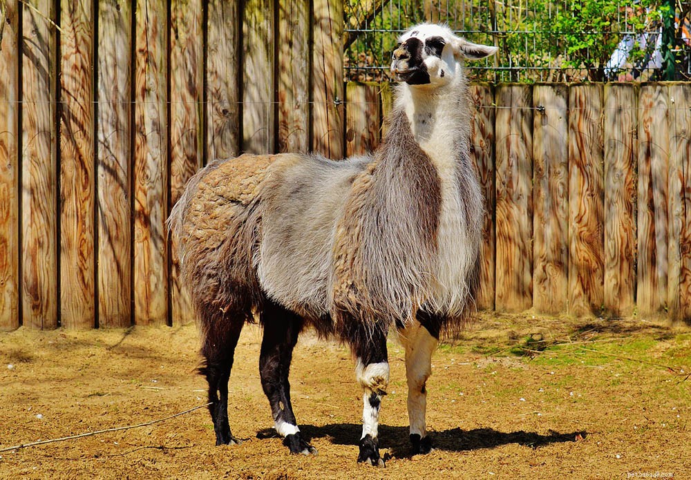 Llama Lifespan: Wild vs. Captive Longevity