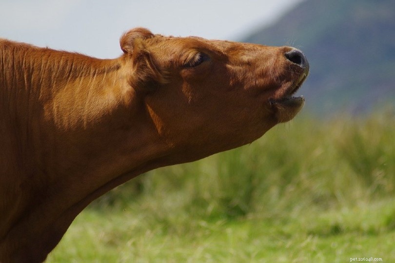 Why Do Cows Moo? 10 Key Reasons Explained