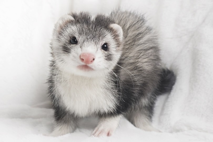 PetSmart Ferret Prices: What to Expect & How to Buy