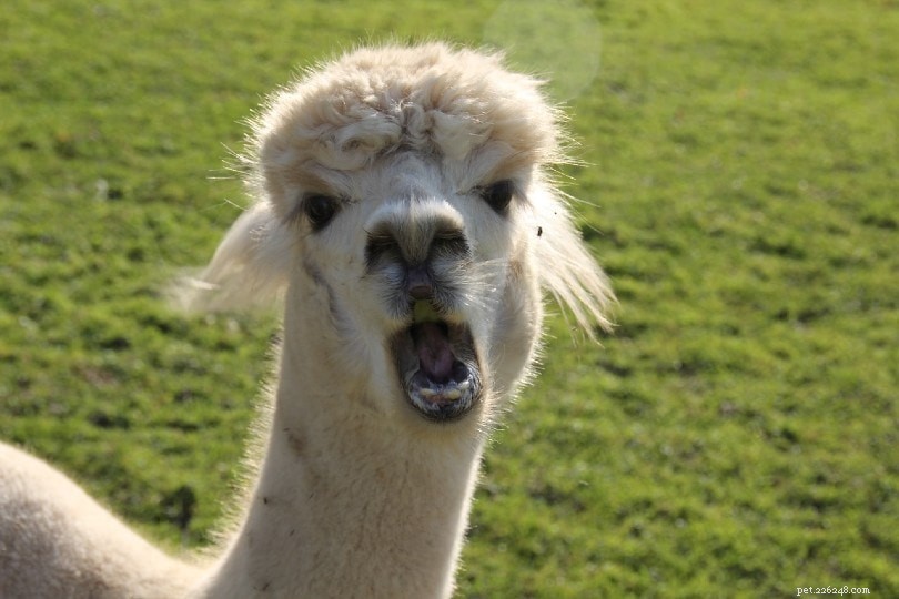 Can Alpacas Bite? Understanding Their Safety and Behavior