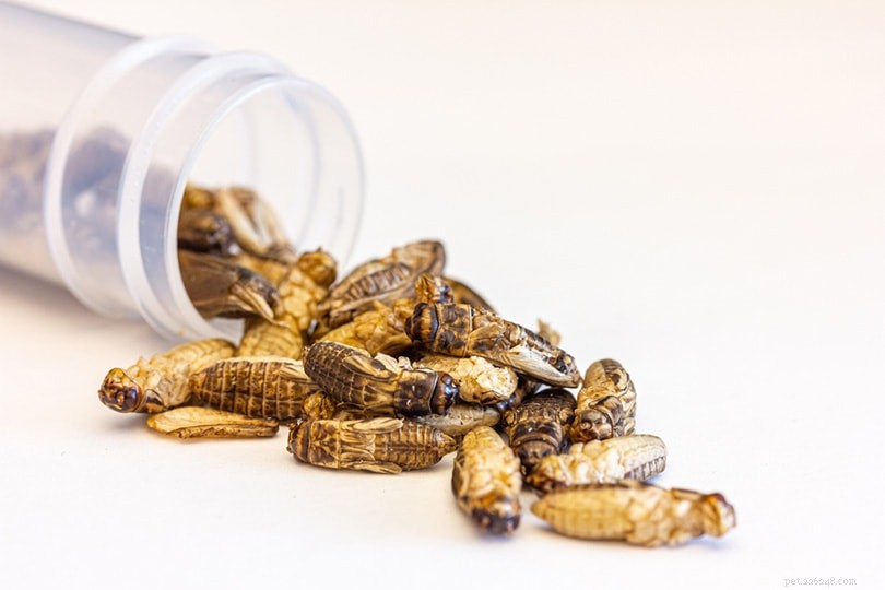 PetSmart Cricket Prices: What You Need to Know for Affordable, Healthy Pets