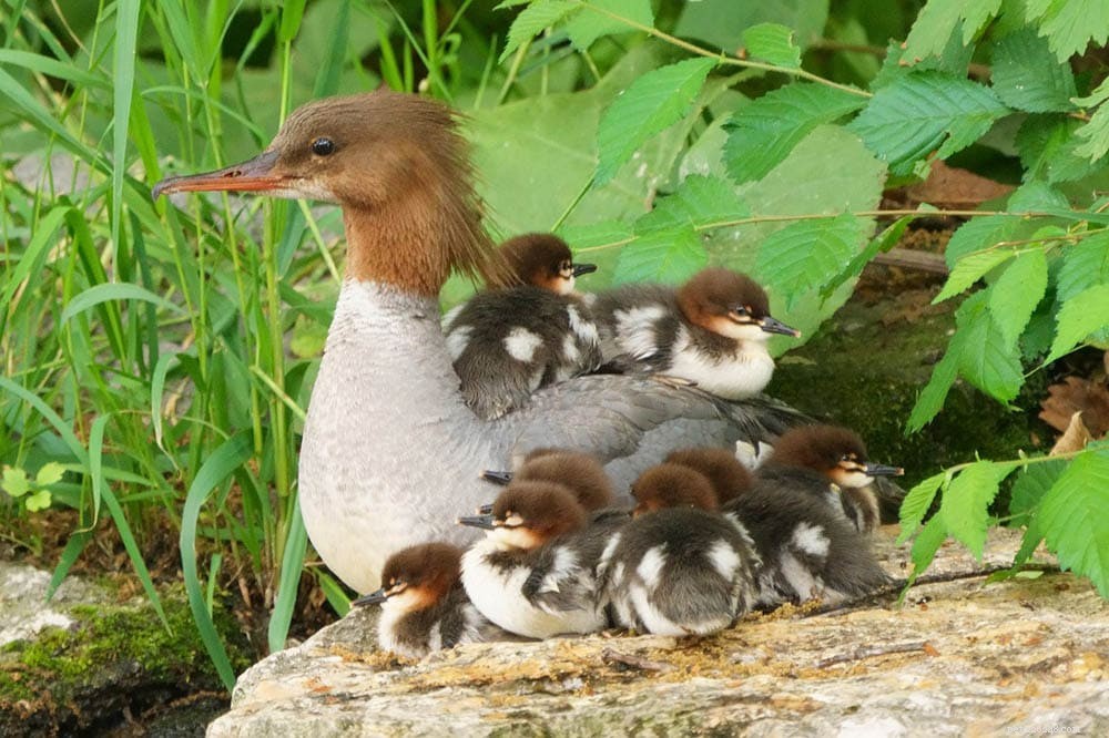 Virginia’s 10 Most Common Duck Species – Illustrated Guide